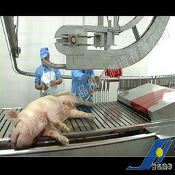 家禽產(chǎn)品配件 提升家禽養(yǎng)殖與加工效率的關(guān)鍵