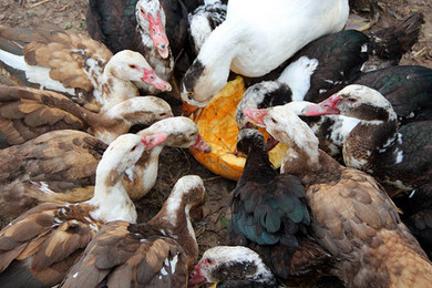 鴨與鵝 家禽養殖中的雙重角色