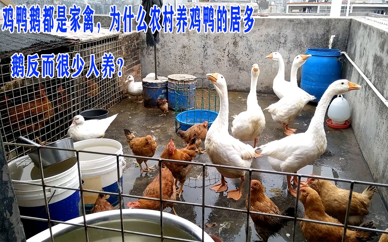 雞鴨鵝同為家禽，為何農村養雞鴨多而養鵝少？