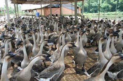 江門特產不止有陳皮，還有豐富的家畜養殖產業