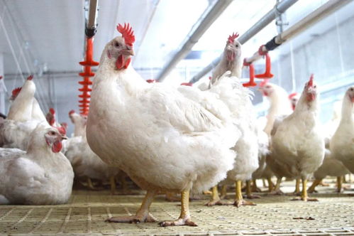 2021第二季度 中國家禽養殖的崎嶇復蘇之路