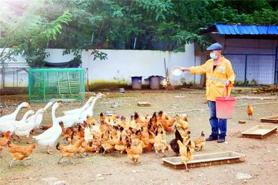 十二時辰守望 百余職工封閉工區，守護家畜養殖的日與夜