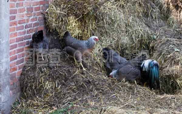 農場的繁榮基石 家禽與家畜養殖的和諧共生