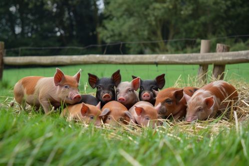 家禽家畜生態土豬圖片 養殖與攝影的藝術融合