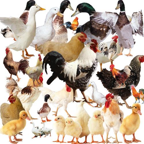 家禽家畜養殖合集 從傳統庭院到現代產業的致富之路