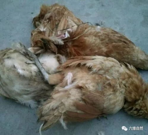 二哈偷咬家禽 縱容還是懲罰？家畜養殖中的管教之道